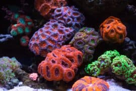2024/05/caribbean-reefs-are-under-threat-due-to-coral-disease.jpg