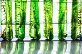 Algae,Research,In,Laboratories,,Biotechnology,Science,Concept