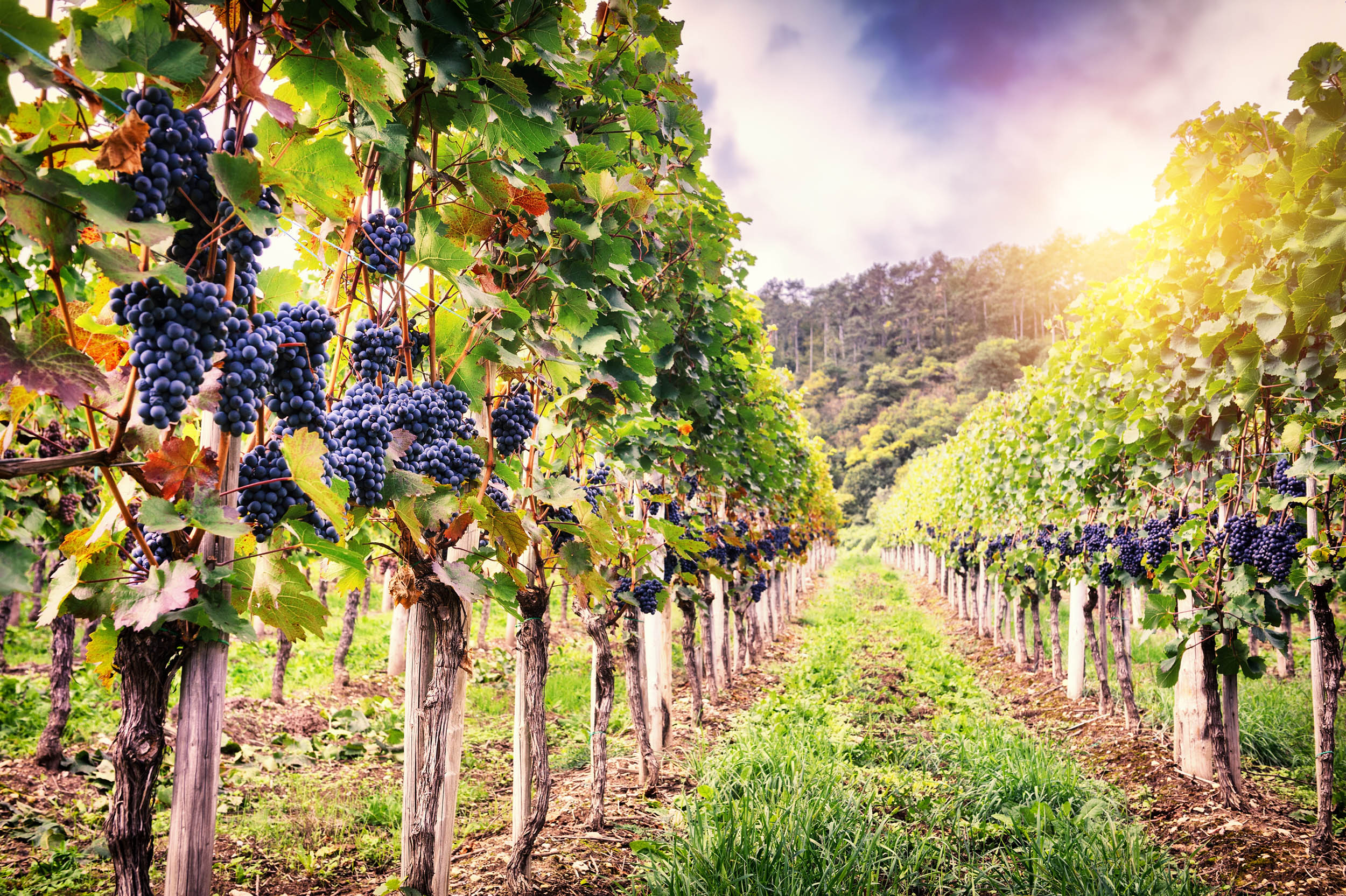 Study: Vineyards harm soil quality