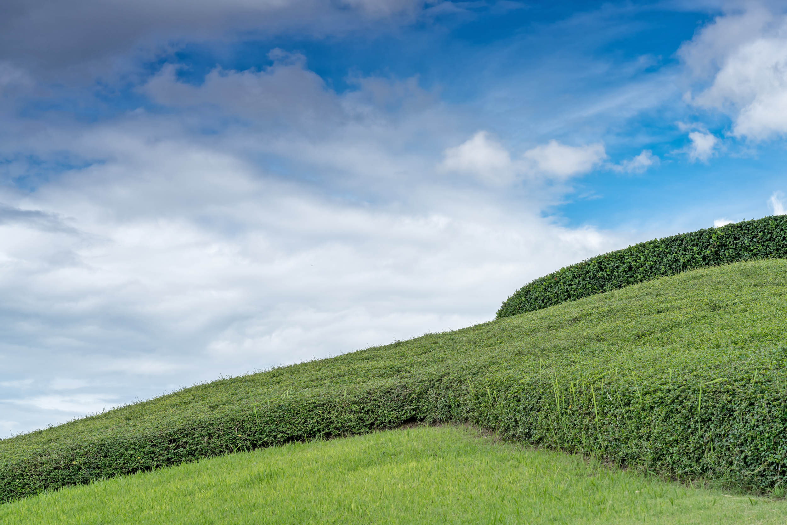 Garden grass may soon be a source of clean energy