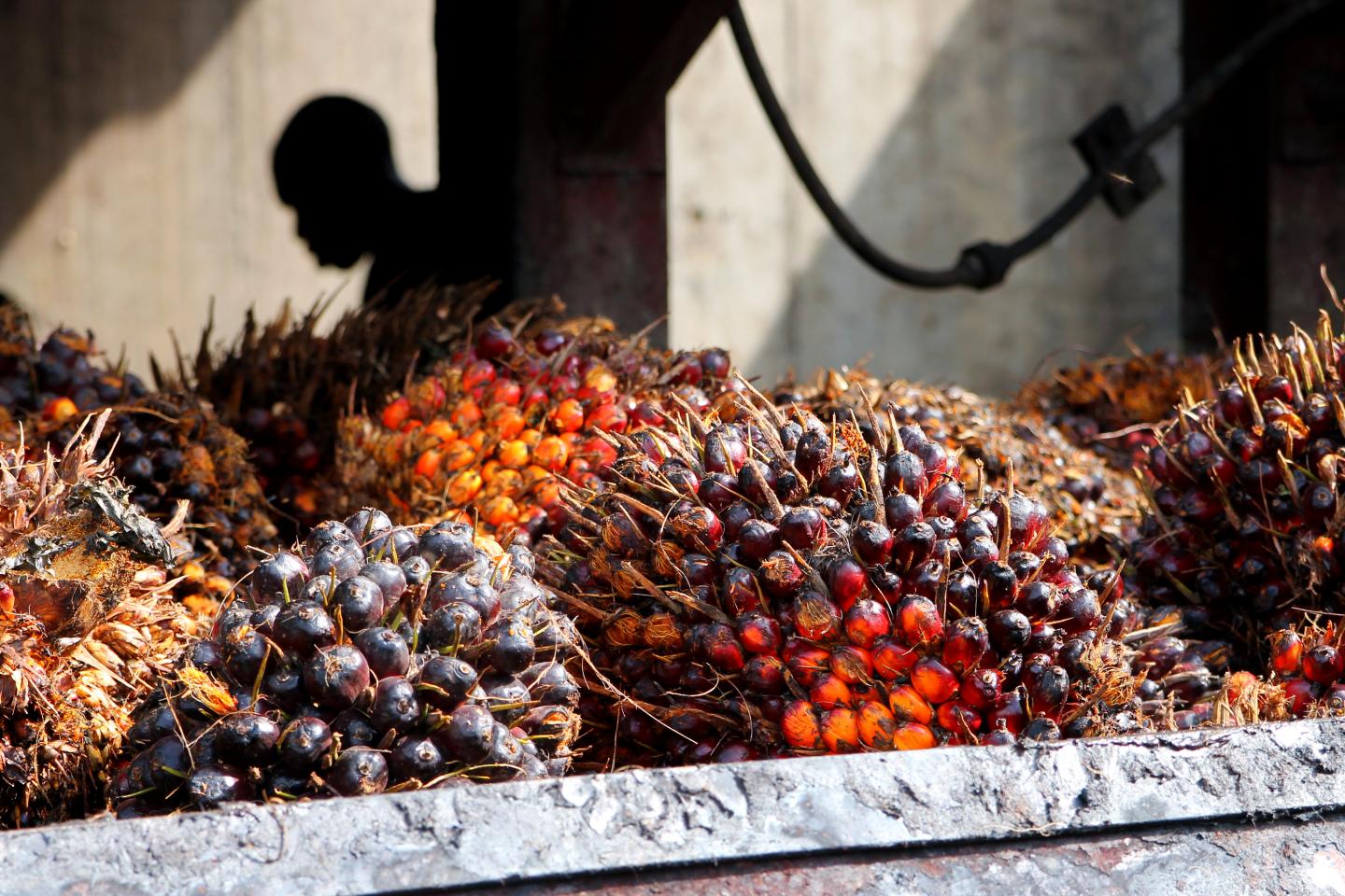 Scientists are working to make palm oil sustainable