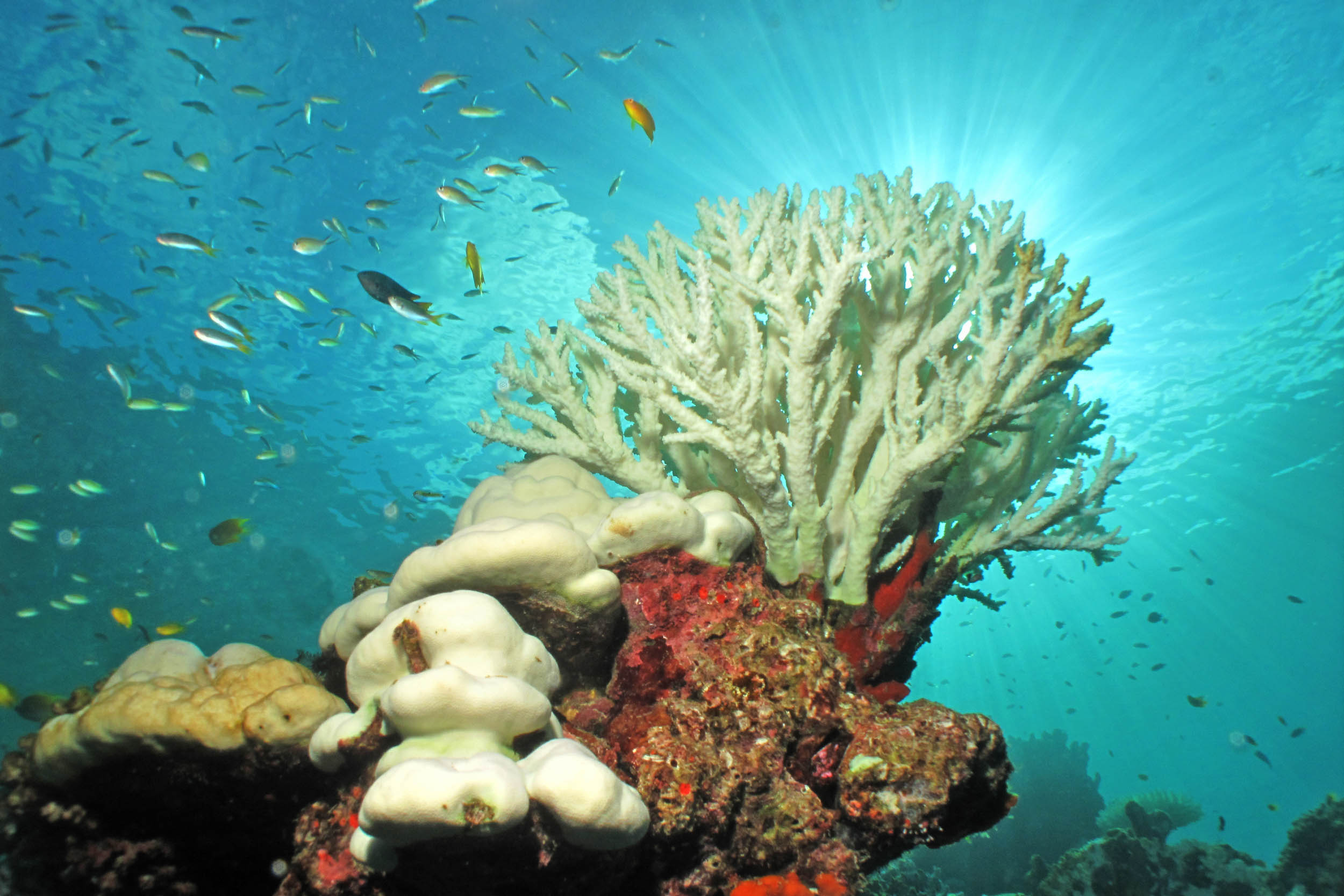 EOMAP: Developing new methods to detect coral bleaching events