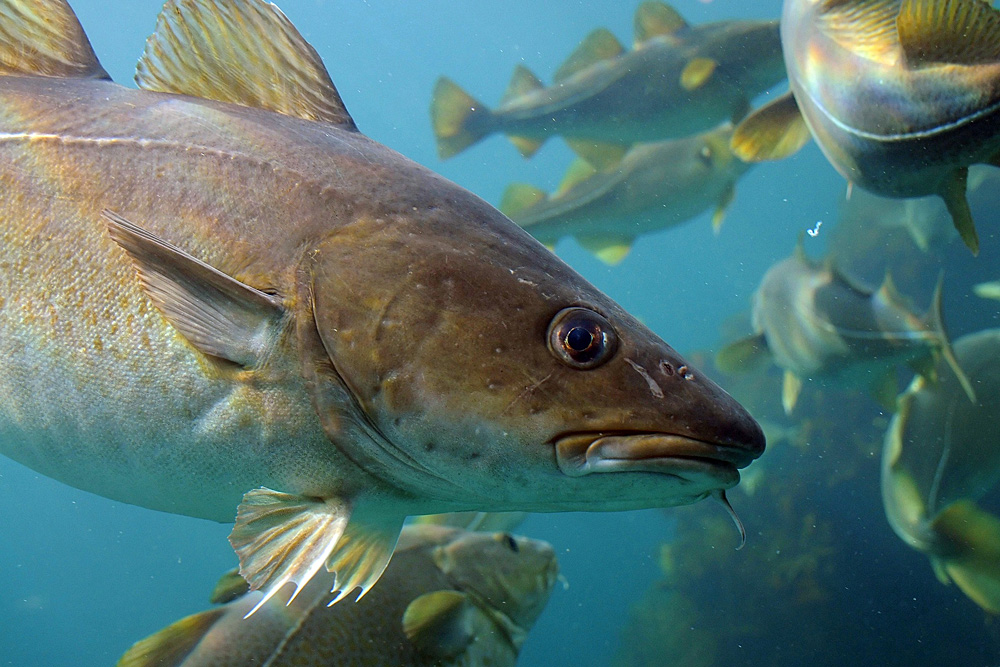 Scientists: Warming Ocean Is Cause Behind Collapse Of Cod Fishery