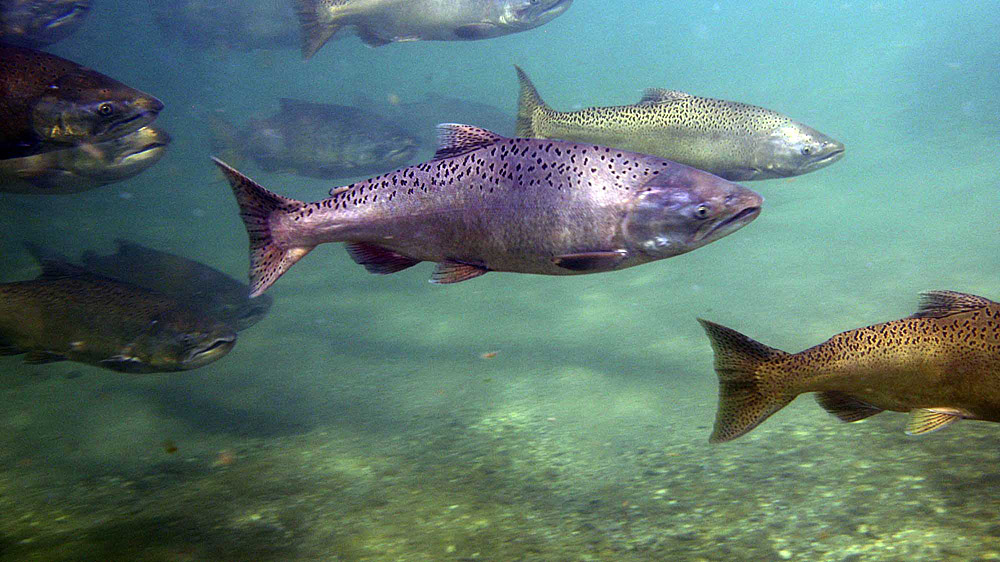 Lingering Drought Heightens Worries For California Salmon Extinction