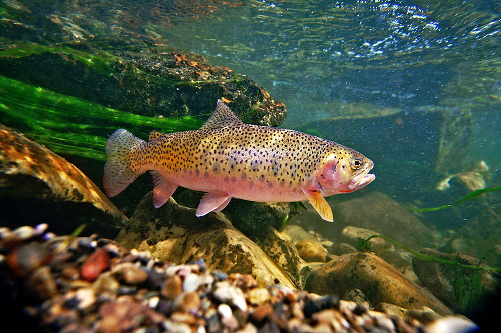 Scientists Focus On Formation Of A Cold Water