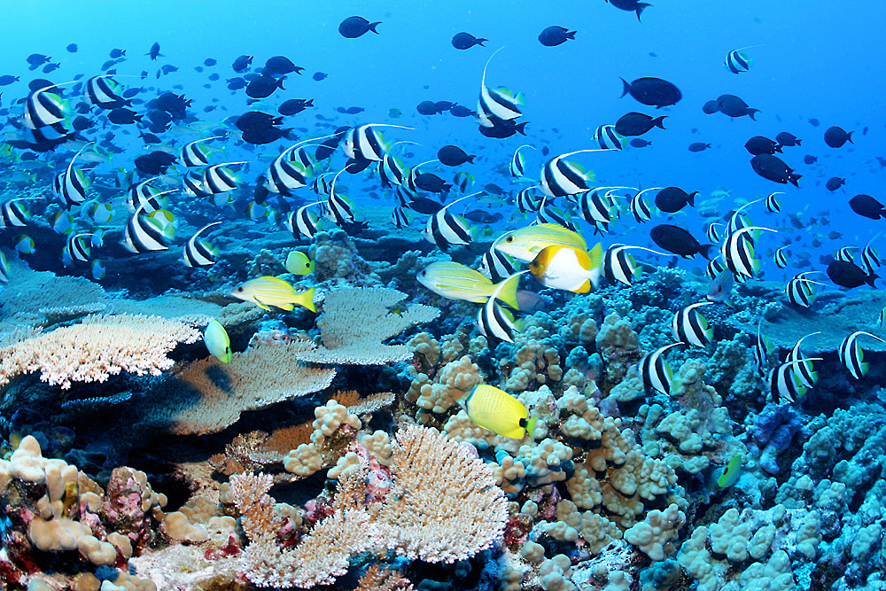 Obama Designates Two New National Marine Sanctuaries