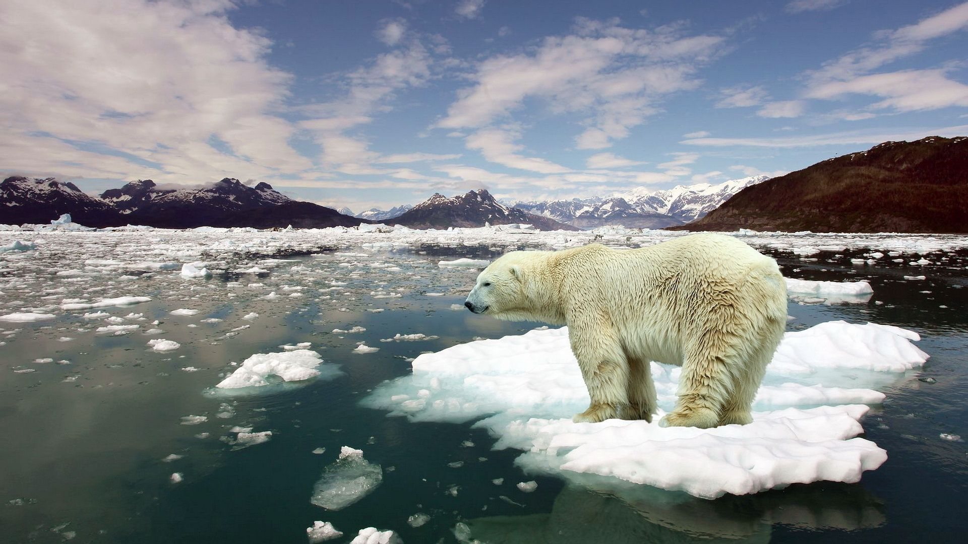 Scientists: Warming Arctic Will Cost Trillions Of Dollars