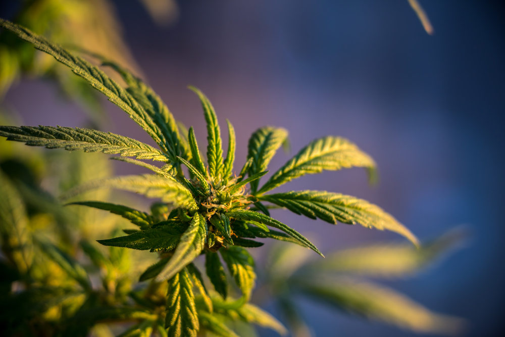 Study: Illegal Pot Growing is Hurting the Environment