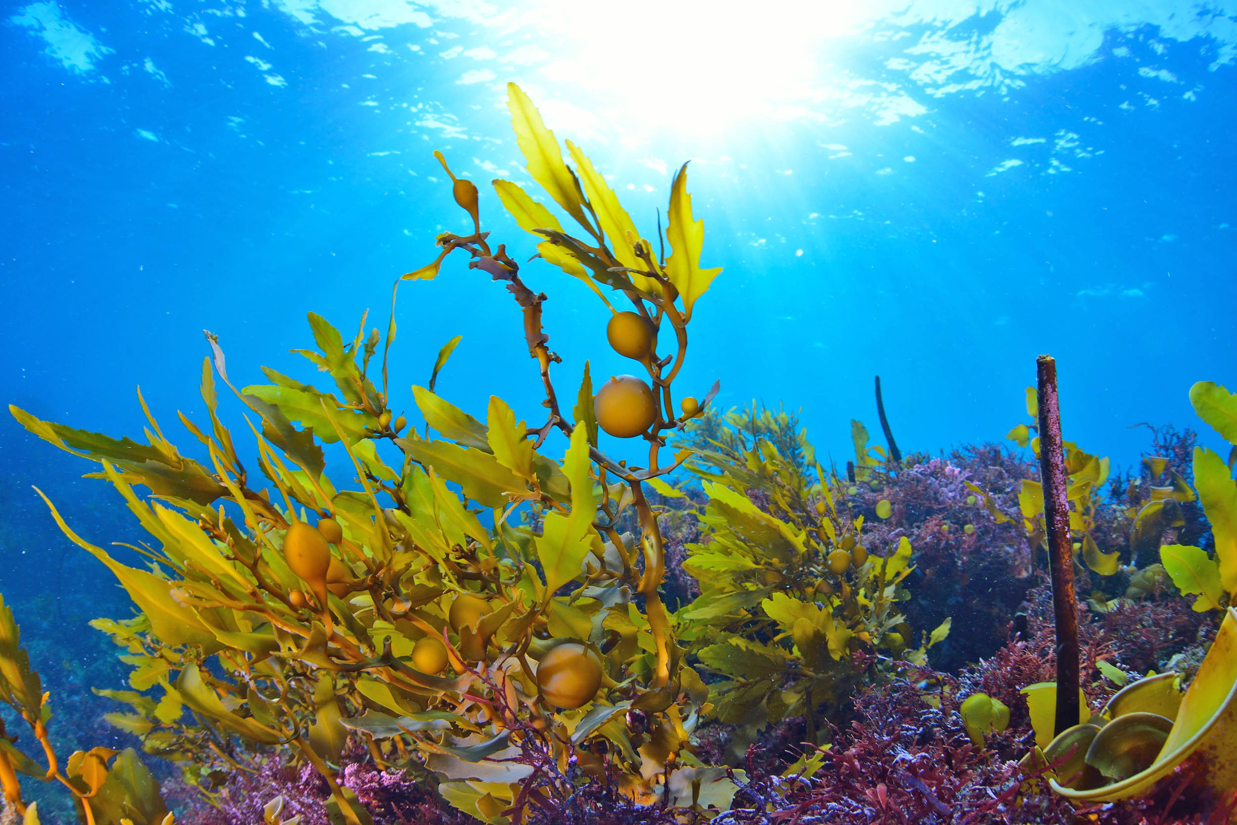 Ocean life produces an enormous carbon reservoir