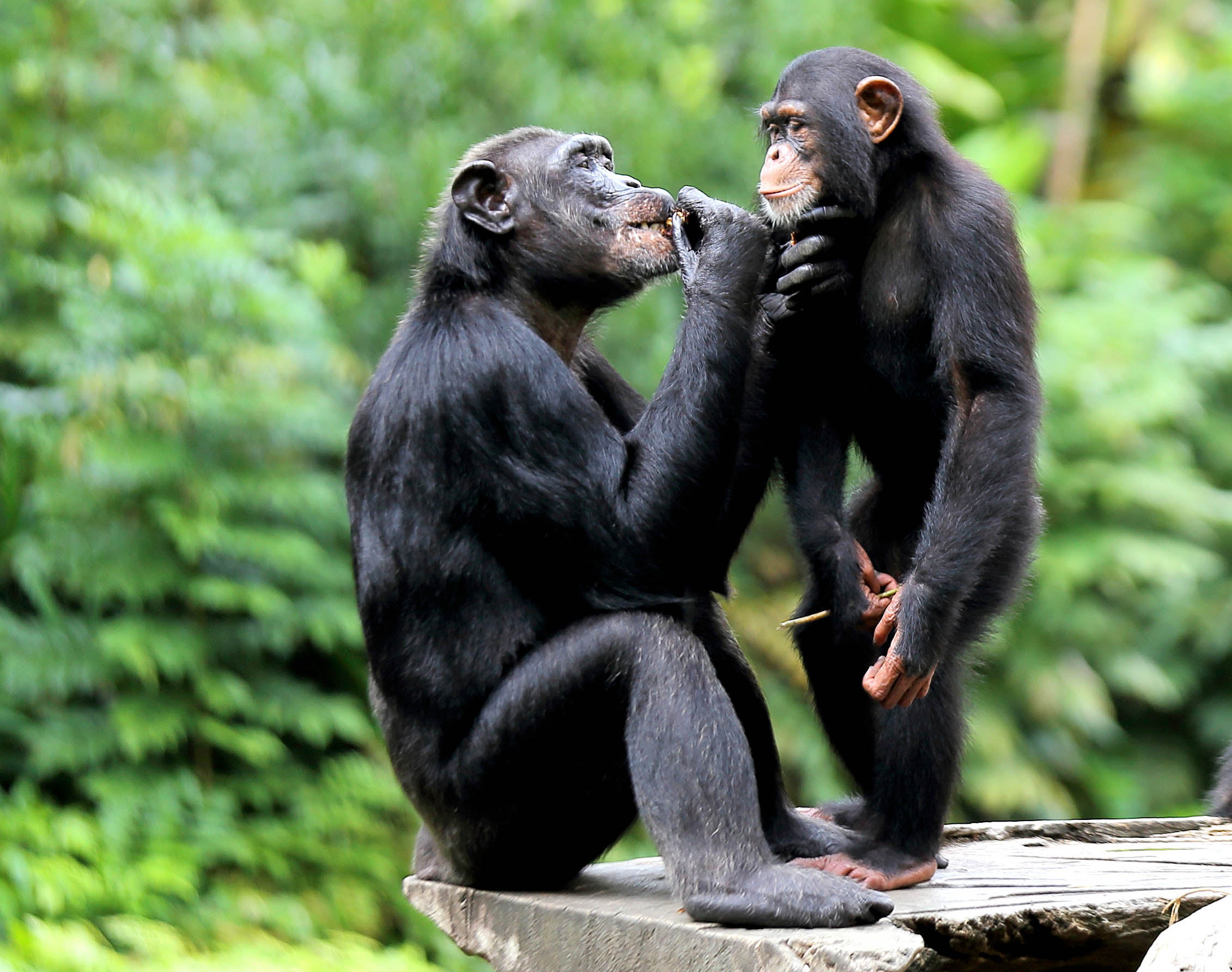 Proof that chimpanzee mothers teach their children how to use tools
