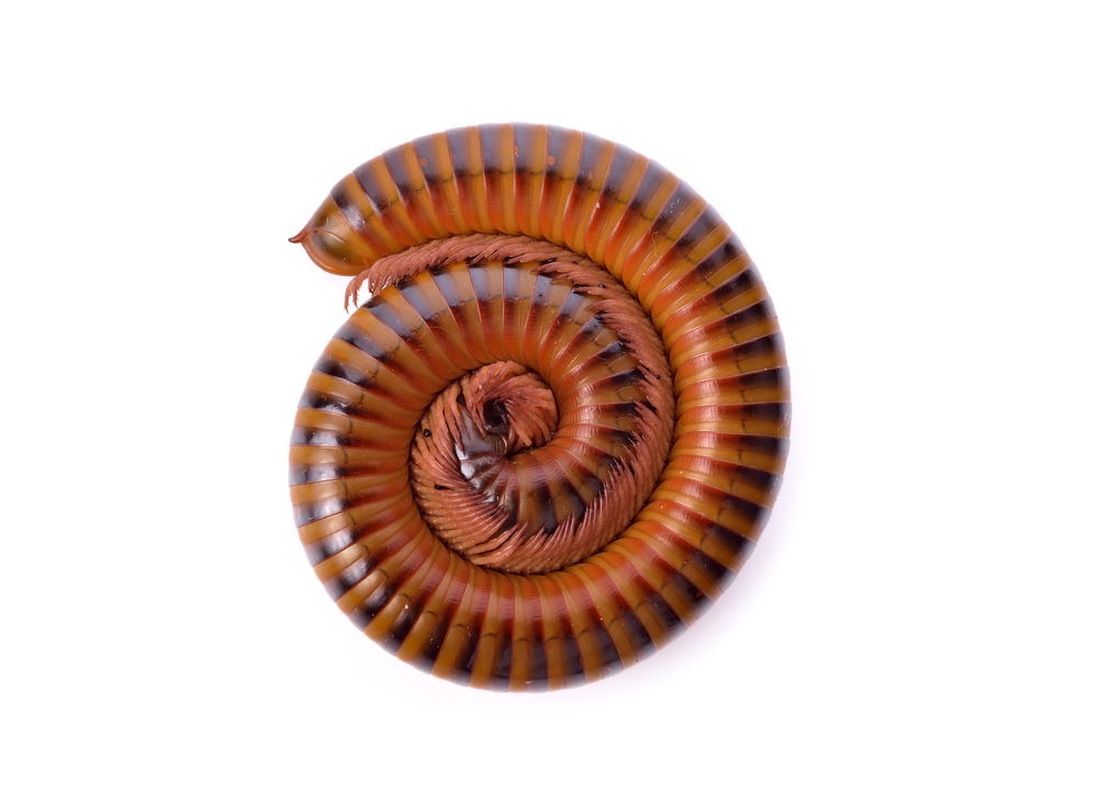 New creepy-crawly discovered in California cave