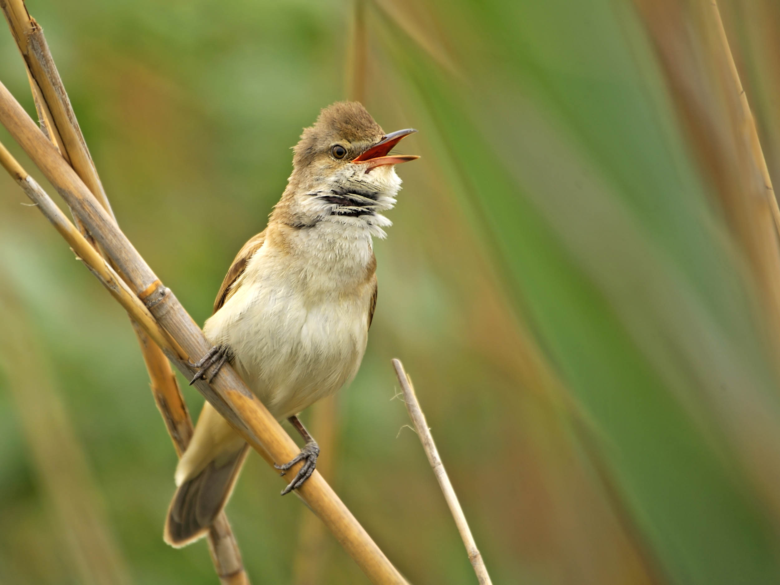 The great reed warbler and his epic journey