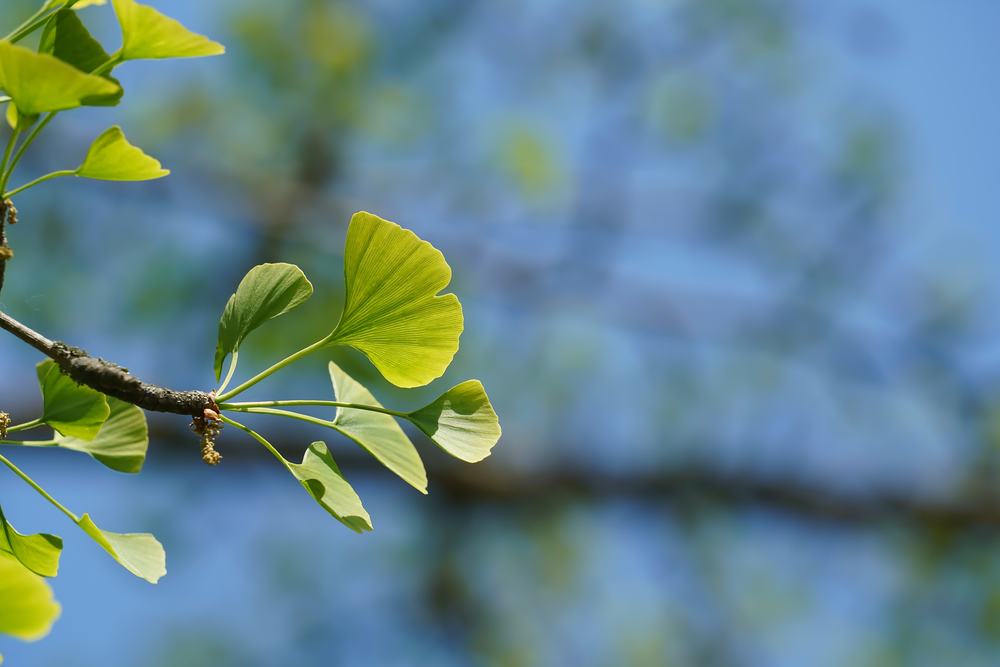 Researchers on verge of solving how plants make oxygen