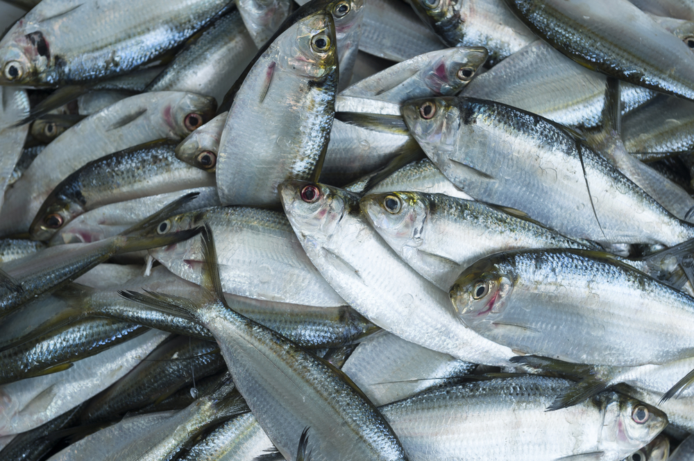 Tech solutions emerge to fight overfishing, labor abuse at sea