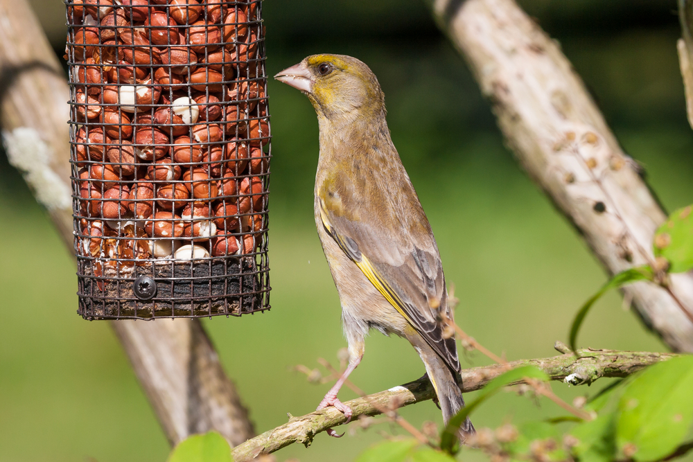 Bird feeders may actually be dangerous for birds