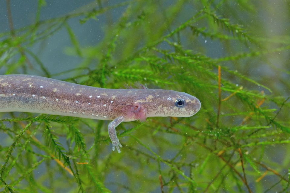 San Marcos Salamander (Eurycea nana)