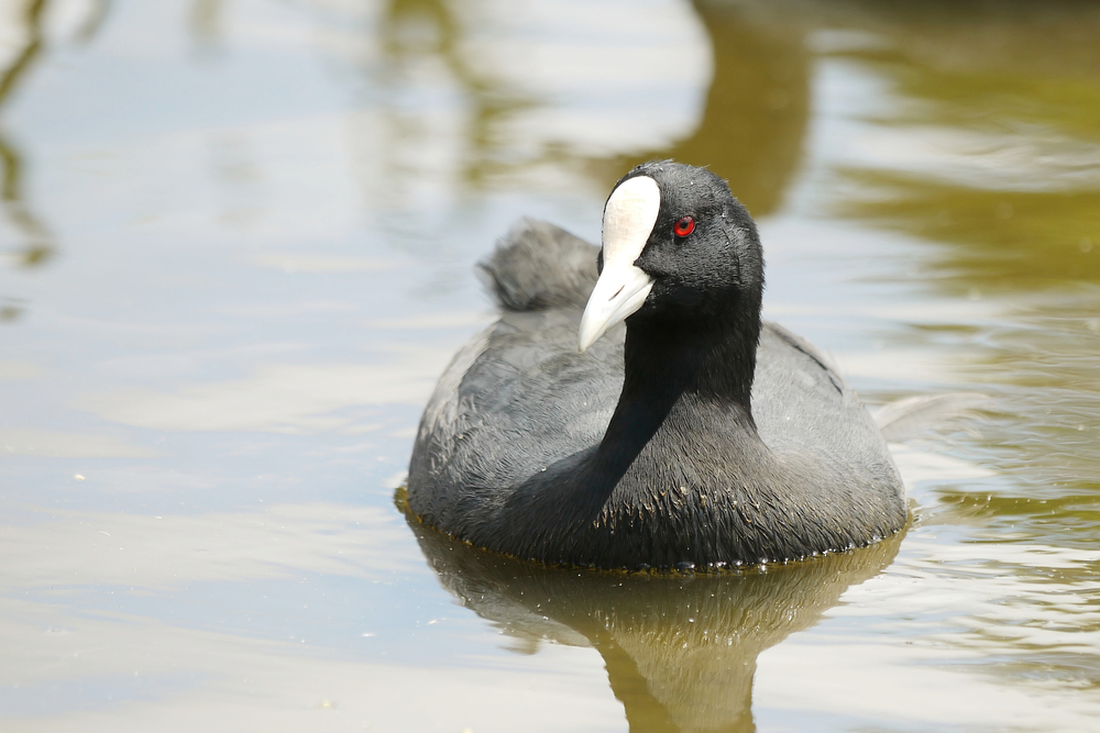 Join the Audubon Society for its annual Christmas Bird Count