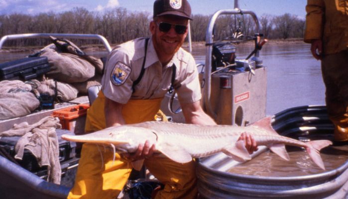Scaphirhynchus albus