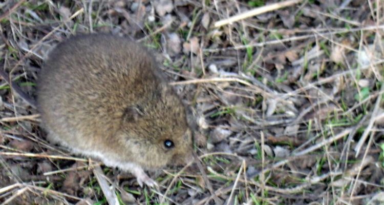 Pseudomys occidentalis