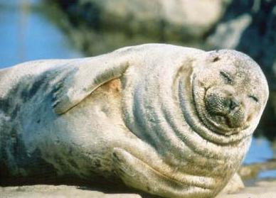 Phoca hispida saimensis