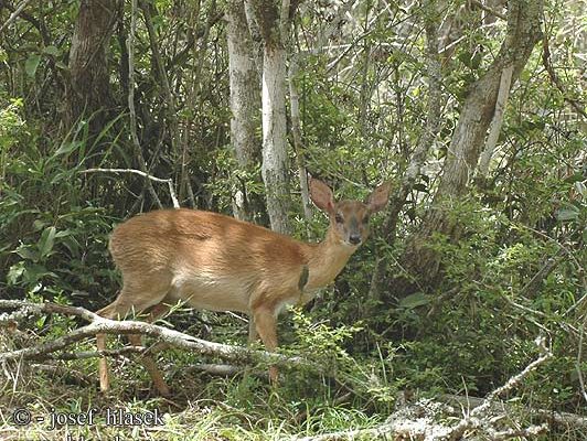 Neotragus moschatus moschatus