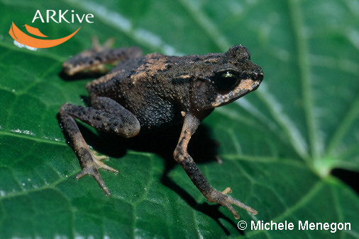 Nectophrynoides spp.