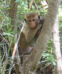 Macaca sinica