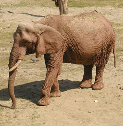 Loxodonta africana