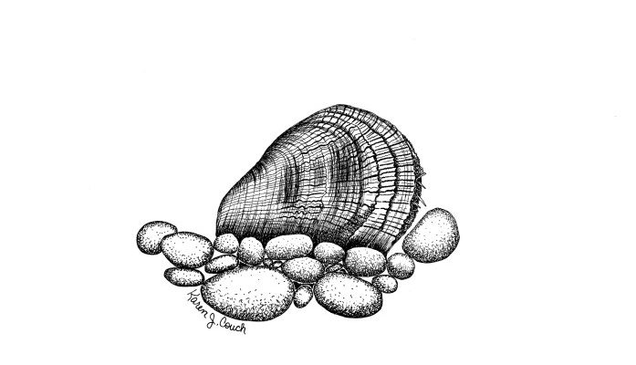 Epioblasma capsaeformis