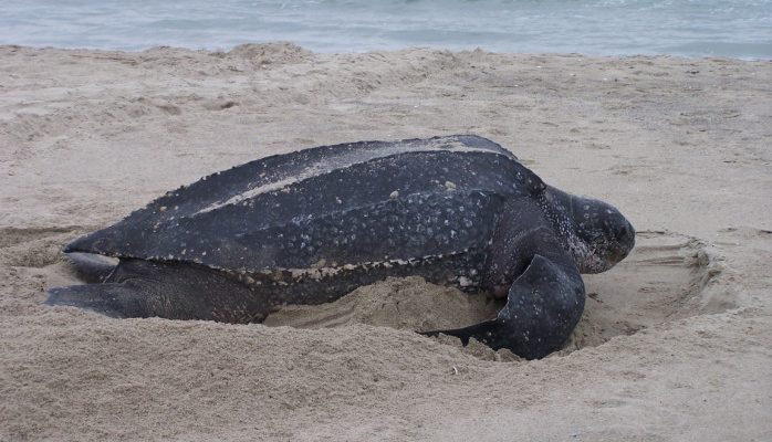 Dermochelys coriacea