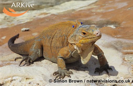 Cyclura rileyi rileyi