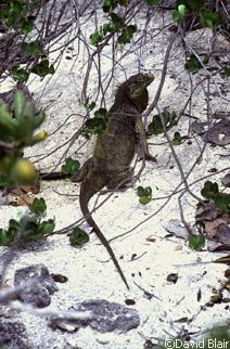 Cyclura rileyi nuchalis