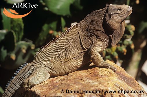 Cyclura pinguis
