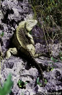 Cyclura nubila caymanensis