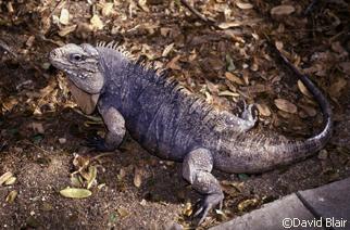 Cyclura nubila nubila