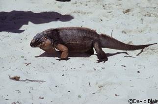 Cyclura cychlura inornata