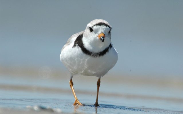 Charadrius melodus