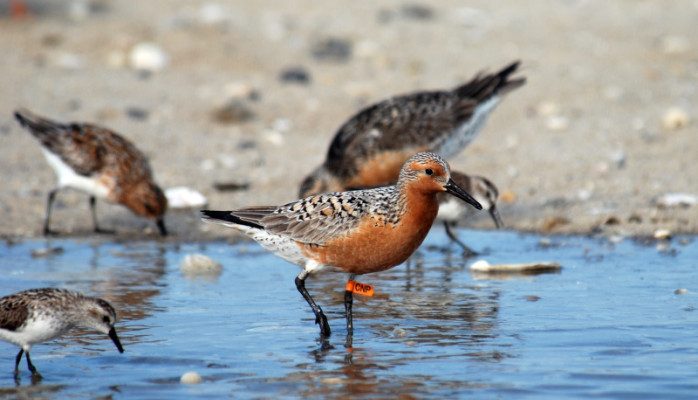 Calidris canutus rufa