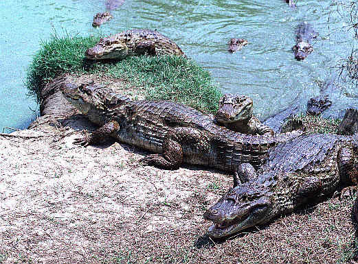 Caiman crocodilus fuscus (includes Caiman crocodilus chiapasius)