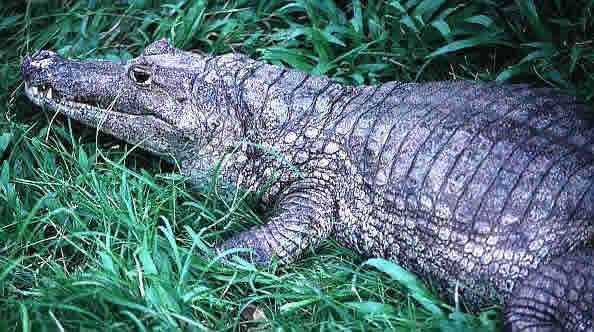 Caiman crocodilus apaporiensis