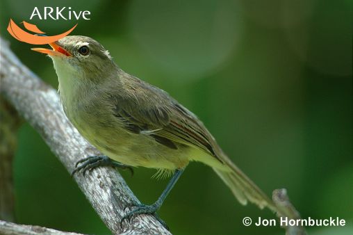 Bebrornis sechellensis