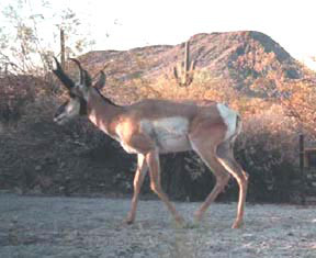 Antilocapra americana sonoriensis
