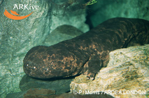 Andrias japonicus (=davidianus j.)