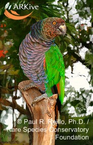 Amazona imperialis