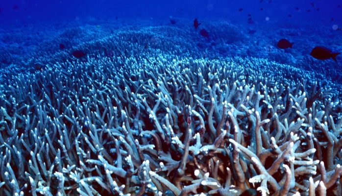 Acropora cervicornis