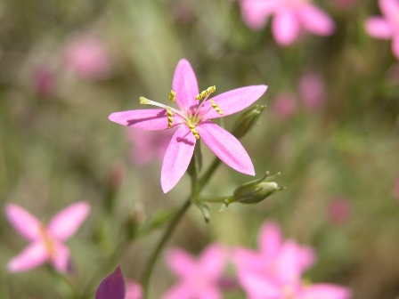 Centaurium namophilum