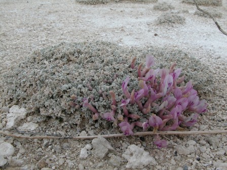 Astragalus phoenix