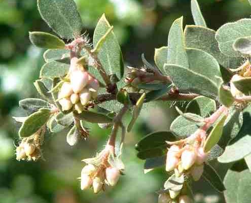 Arctostaphylos morroensis