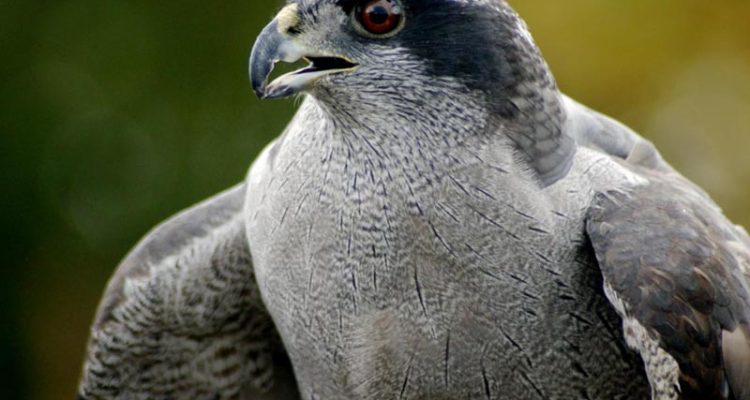 Accipiter gentilis laingi