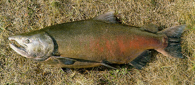 Oncorhynchus (=Salmo) tshawytscha